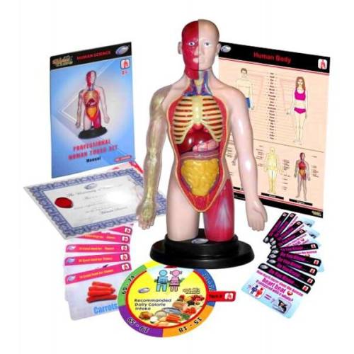 Miniland Kit educational mulaj corpul uman si sistemul digestiv