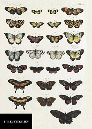Carnet - natural history museum - butterflies | quadrille publishing