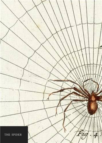 Carnet - natural history museum - spider | quadrille publishing