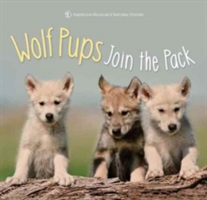 Wolf pups join the pack | american museum of natural history
