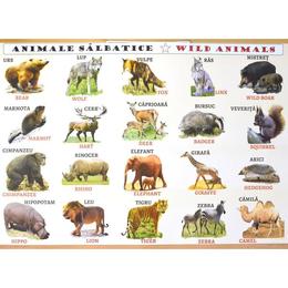 Plansa: animale domestice - animale salbatice, editura carta atlas