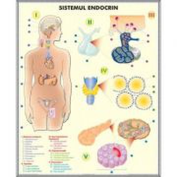 Plansa dubla - sistemul endocrin/ sistemul digestiv