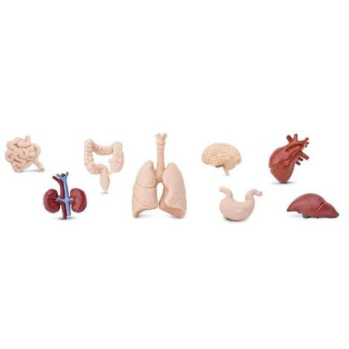 Figurine organele corpului uman