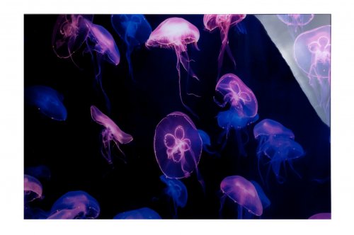 Tablou jellyfish, acril, multicolor, 120x80x2.5 cm